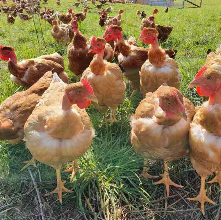 Exploitant agricole respectant le bien-être animal et la nature, Vienne, La Ferme Guinet